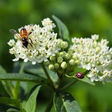 Image result for Asclepias albens