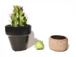 If a cactus breaks off, can i plant the broken. How To Mend A Cactus Ifixit Repair Guide