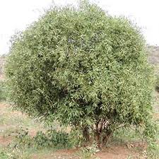 Image result for Boscia salicifolia