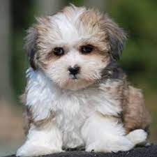 Brown teddy bear puppies for sale near me. Teddy Bear Puppy Teddy Bear Breed Information