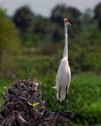 Egret Yapping In Viera Wetlands Wetland Real Estate Buying Photography Forum