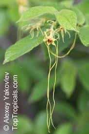 Image result for Strophanthus eminii