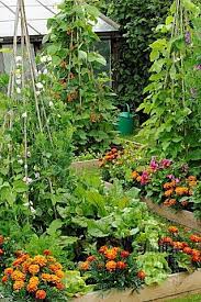 Pin By Heidi Sandvik On Garden Flowers Yard Growing Vegetables Plants Veggie Garden