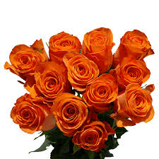 Roses, the single most popular flower in the u.s. 1 Dozen Orange Roses Cheap Globalrose