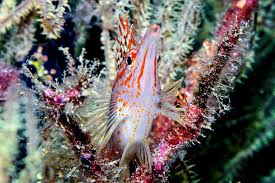 Image result for Oxyrhachis