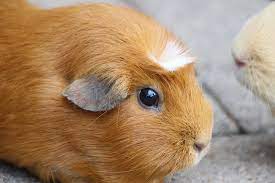 The cheapest offer starts at £10. Brown Guinea Pig Facts Breed Info More