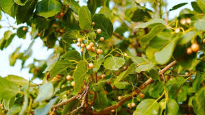 Image result for Cordia myxa