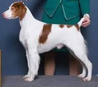 ABC National Specialty