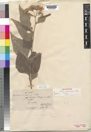 Image result for Vernonia brachycalyx