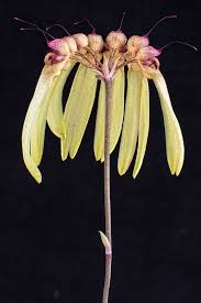 Image result for Bulbophyllum longiflorum