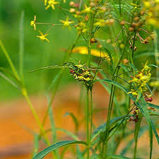 Image result for Cynanchum orangeanum