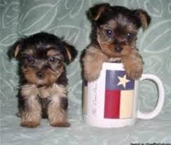 Black And White Yorkie Poo Puppies For Sale Teacup Yorkie Poo Puppies Yorkie Pups 400 Yorkie Poos Shorkies Yorkie Yorkie Poo Teacup Yorkie