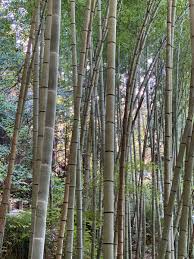 Check spelling or type a new query. Select Veneers Uk On Twitter Bamboo A Natural Grass Available As Wood Veneer In 0 6mm Sheets Veneering Firedoors Doors Joinery Wood