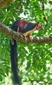 See Our Favorite Scientific Breakthroughs This Month Indian Giant Squirrel Giant Squirrel Nature Animals