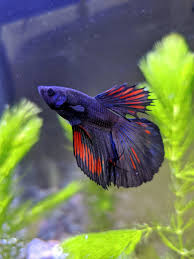 Very gorgeous delta tail betta! Kame Sh On Twitter Meet Pablo The Betta A Super Delta Tail Betta Fish A New Addition To Our Family