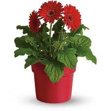 Rainbow Rays Potted Gerbera Red Price Us 29 99 The Word Gerbera Actually Means Cheerfulness And The R Red Plants Flower Delivery Indoor Flowering Plants
