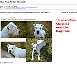 75 Best Craigslist Pets Ideas Craigslist Pets Pets Craigslist