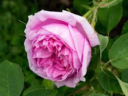 Maybe you would like to learn more about one of these? 32 Gambar Bunga Dan Jenisnya Yang Cantik Beserta Penjelasannya