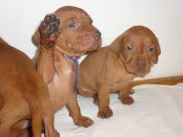 Maybe you would like to learn more about one of these? 3 Week Old Vizsla Puppies Novocom Top