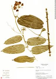 Image result for Smilacaceae