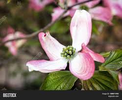 Image result for Cornaceae