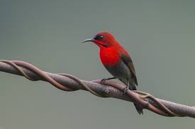 Nama sainsnya ialah ephippiorhynchus asiaticus. 70 Gambar Burung Dan Jenisnya Dari Berbagai Negara Dan Penjelasannya