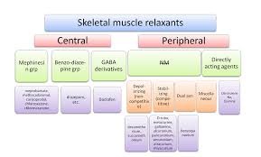 Translating muscle names can help you find & remember muscles. Names Of Muscle Relaxers Muscle Relaxants List Of Common Muscle Relaxers