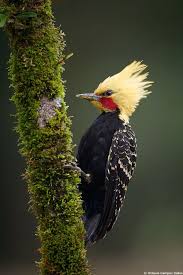 A beleza da Mata Atlântica em pauta | Pássaros bonitos, Aves de ...