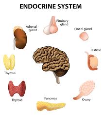 Finish, select different colors for each organ system and color them in. Holistic Guide To Healing The Endocrine System And Balancing Our Hormones