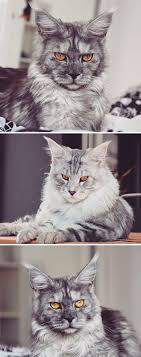 Maine coon cats are available in over 84 colors and pattern variations. 15 Fluffy Maine Coon Cats You Don T Want To Miss On Instagram Bored Panda