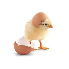 Alibaba.com offers 5,256 live chickens products. Fertile Chicken Eggs Live Chick Hatching Live Specimens Science Education Supplies Nasco