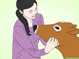 How much does a mini jersey eat? How To Identify Jersey Cattle 4 Steps With Pictures Wikihow