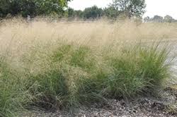 Image result for Eragrostis friesii