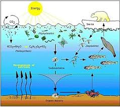 Marine Food Web Wikipedia