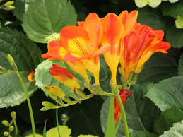 Image result for Freesia grandiflora