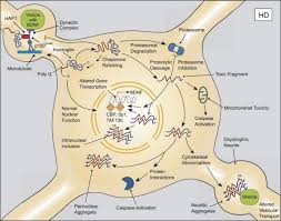 Huntington's disease (hd) is a genetic disease that's passed from parent to child. Huntington S Disease Cell