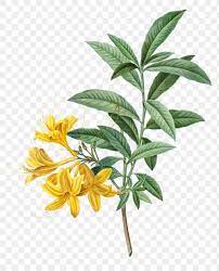 Blooming Yellow Azalea Transparent Png Free Image By Rawpixel Com Peony Illustration Myrtle Flower Honeysuckle Plant
