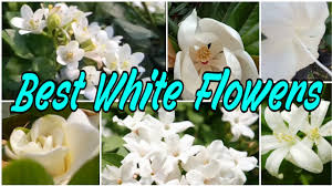 A rare but stylish name for girls, acacia is an attractive botanical name which means thorny. 53 Best 15 Amazing White Flowers With Name Floral Gardening Youtube