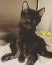 If you live within the five boroughs of new york city, see the. The Spay Neuter Center Of New Jersey Home Facebook