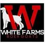 White Farms Boer Goats Fredericktown, OH from sales.thelivestockmarketinggroup.com