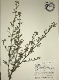 Image result for Sida dregei