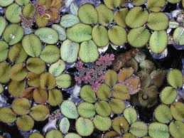 Image result for Salviniaceae