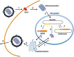 A, b, c, d, and e. Hepatitis Delta Virological And Clinical Aspects Virology Journal Full Text