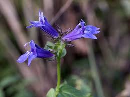 Image result for Lobelia thermalis