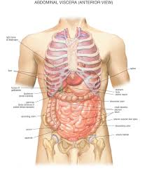 Individual ribs have a bony dorsal part, a body of rib, and ventral costal cartilage. The Anatomy Of The Abdomen Human Stomach Health Life Media