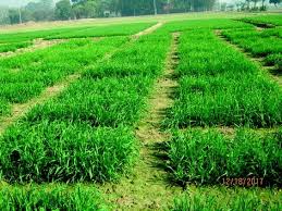 Această retragere vizează exclusiv produsul „golden sun bio organic cereale amaranth, 500g al producătorului estyria naturprodukte gmbh. Ecological Methods For Weed Management Springerlink