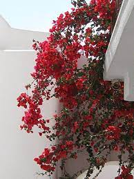 The colorful bracts outshine the plant's true (but tiny) flower, much like a poinsettia. Bougainvillea Wikipedia