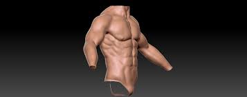 The upper body, or torso, is certainly the most important anatomical part of the female figure; Male Upper Body Anatomy Looking For Feedback Polycount