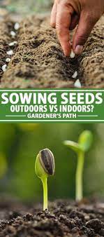 You'll learn how to start your vegetable garden from seeds in your own backyard and grow your own food! Vegetable Seeds Which To Sow Outdoors Vs Indoors Gardener S Path