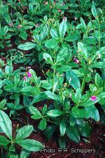 Image result for Talinum portulacifolium